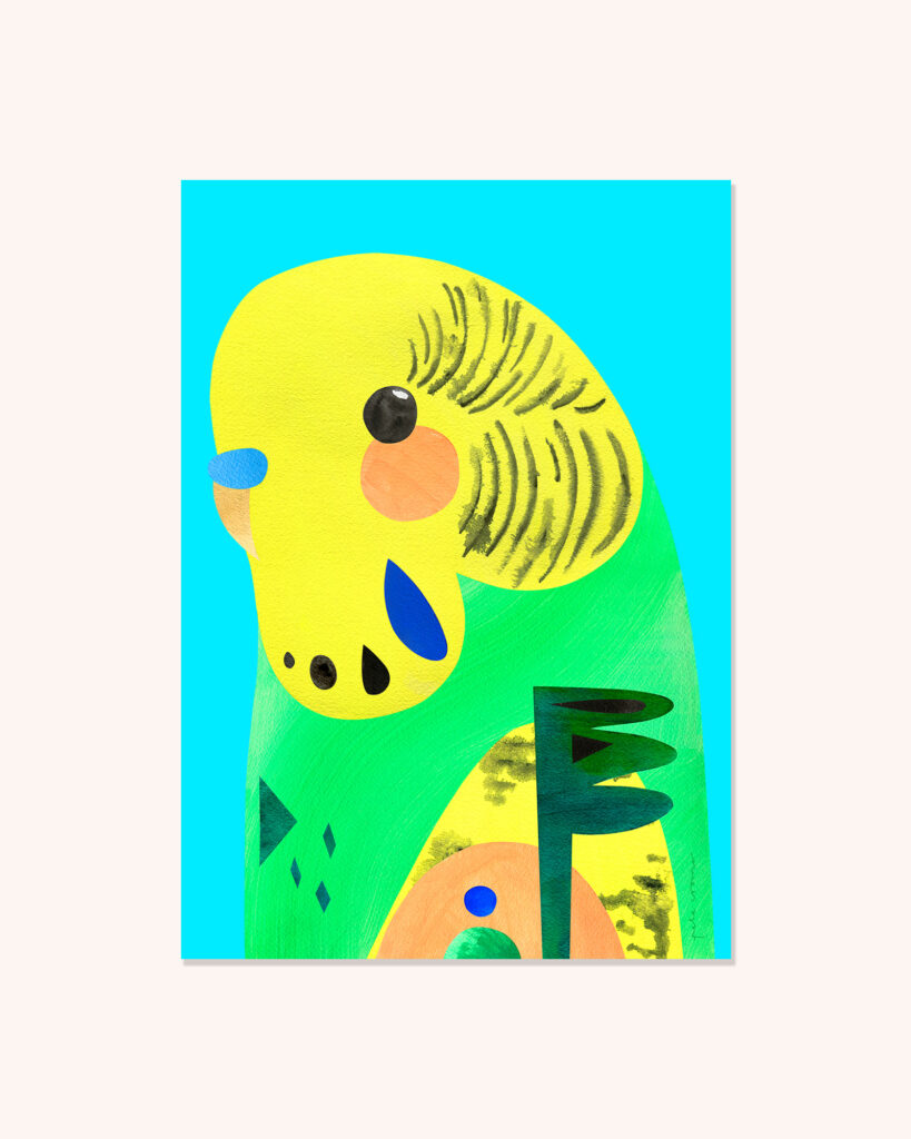 Budgerigar