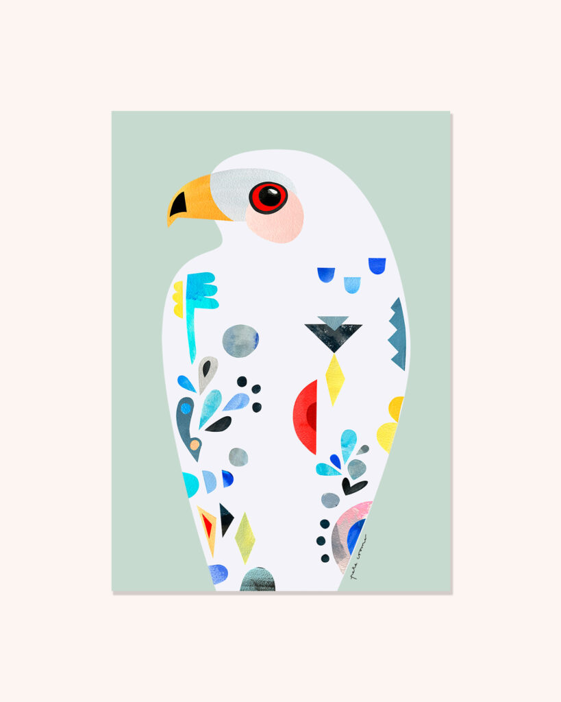 Grey Goshawk