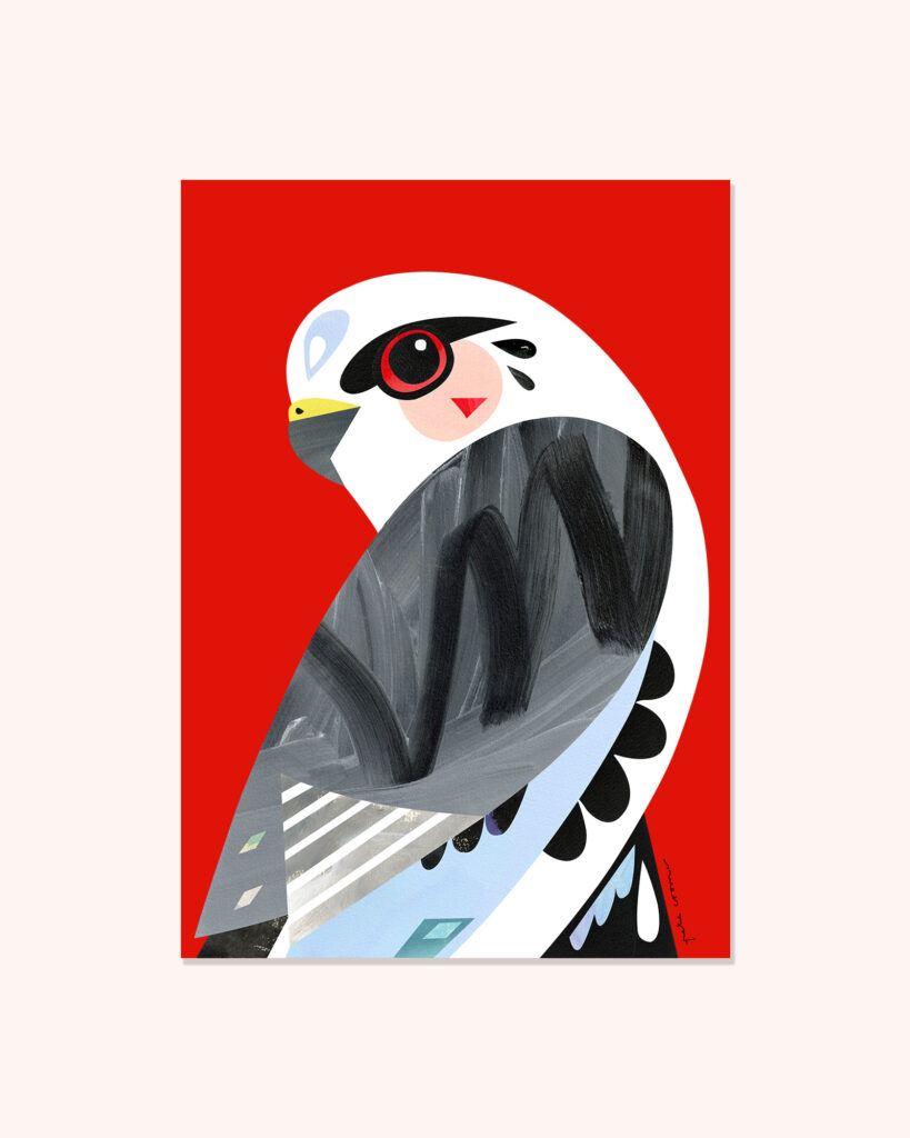 Black-Shouldered Kite