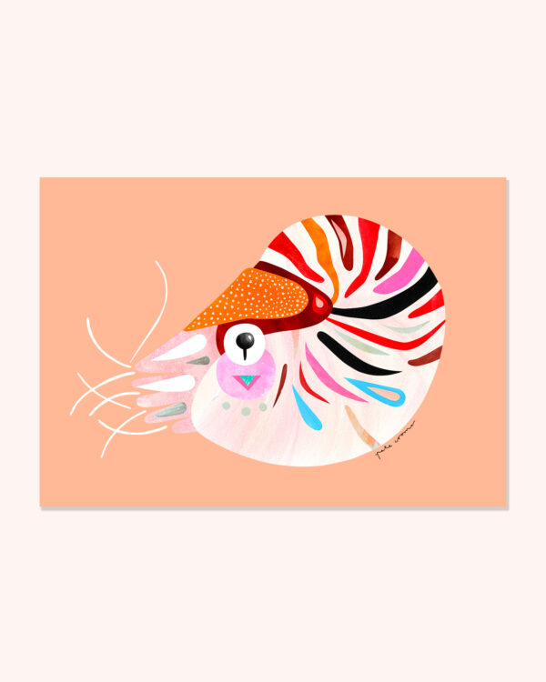 Chambered Nautilus