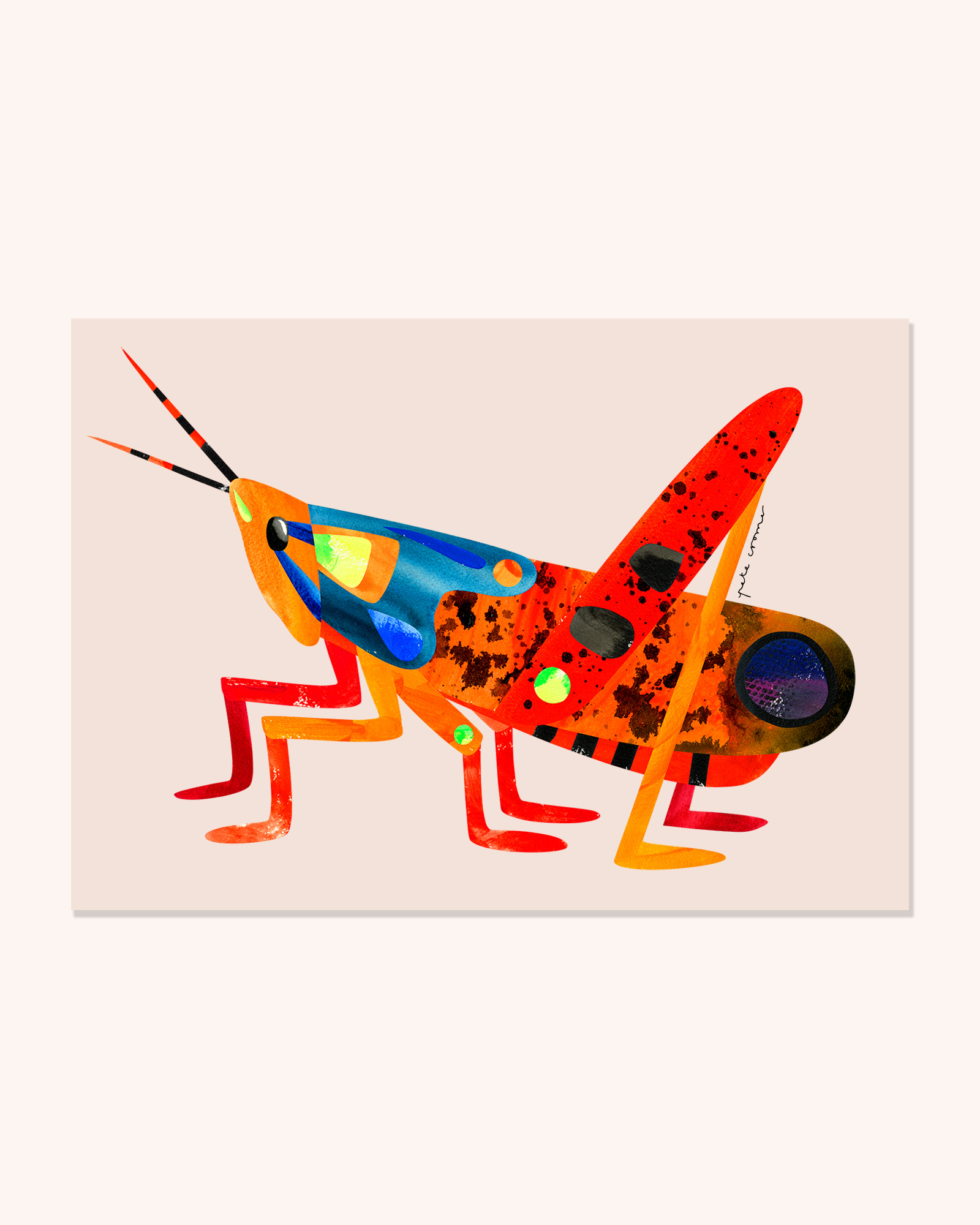 Leichhardt's Grasshopper - Pete Cromer