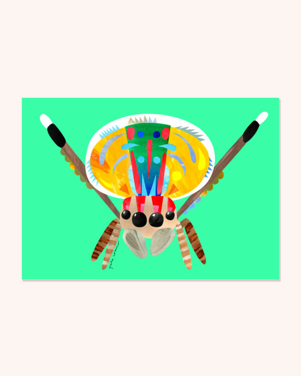 Peacock Spider