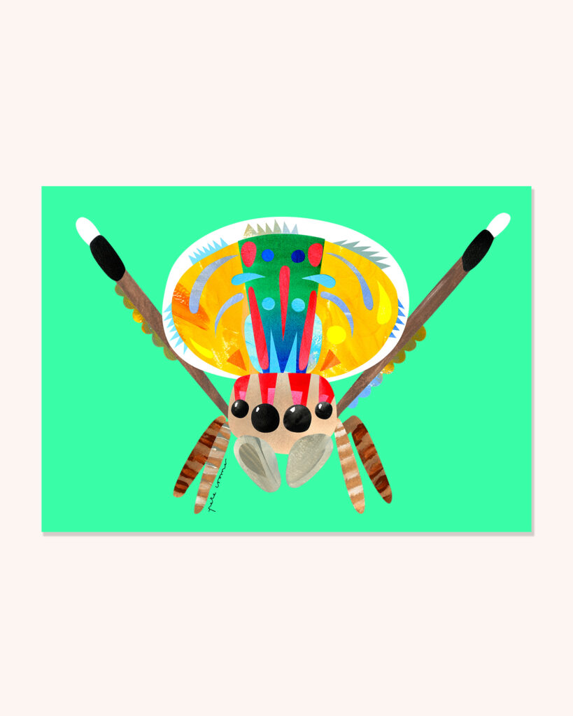 Peacock Spider