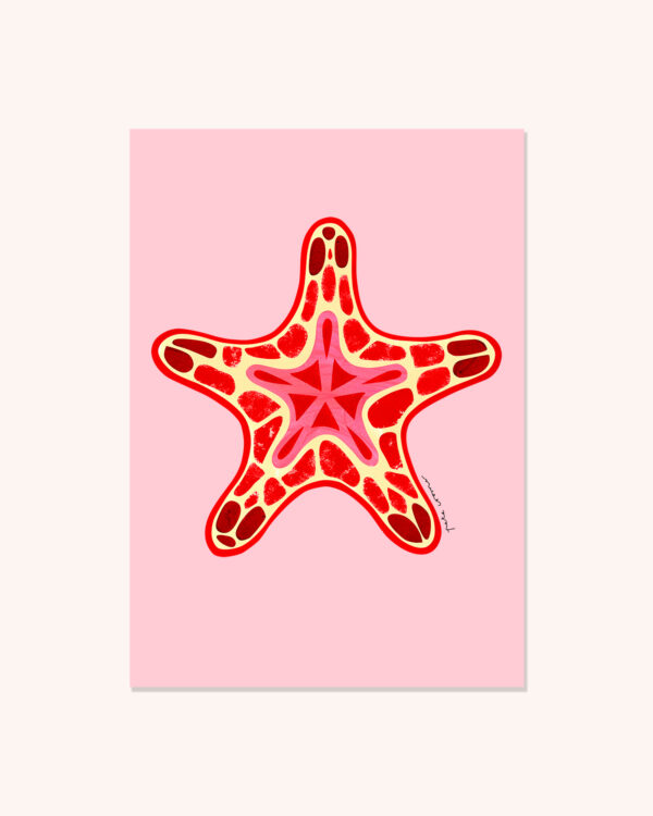 Sea Biscuit Starfish