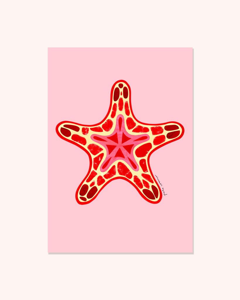 Sea Biscuit Starfish