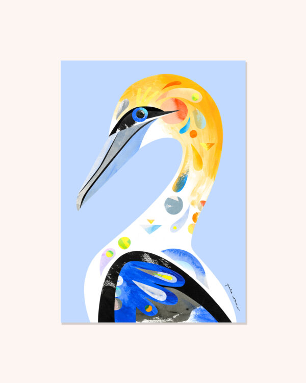 Australasian Gannet