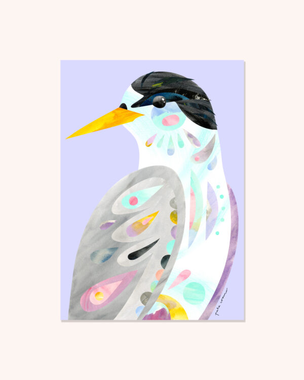 Fairy Tern
