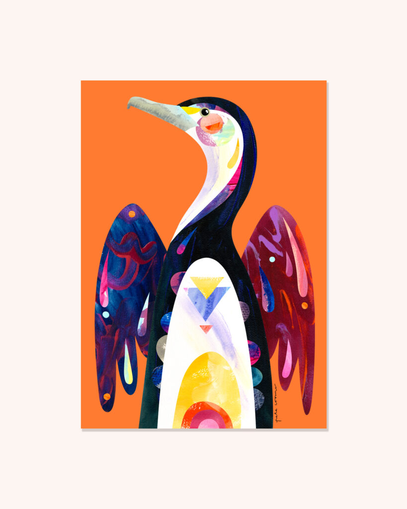 Pied Cormorant