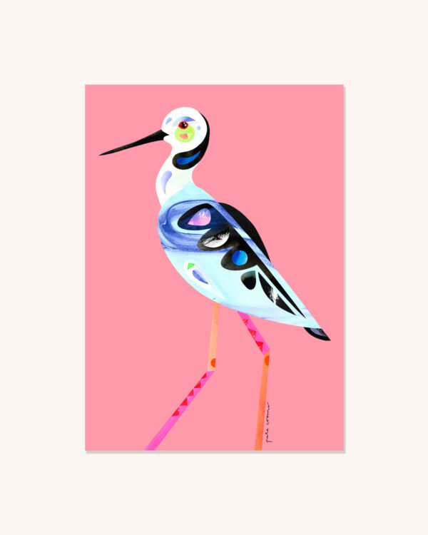 Pied Stilt