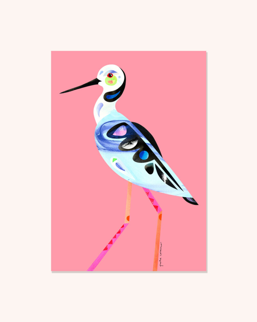 Pied Stilt