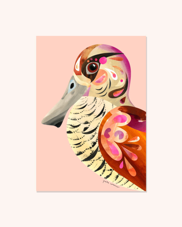 Pink-eared Duck